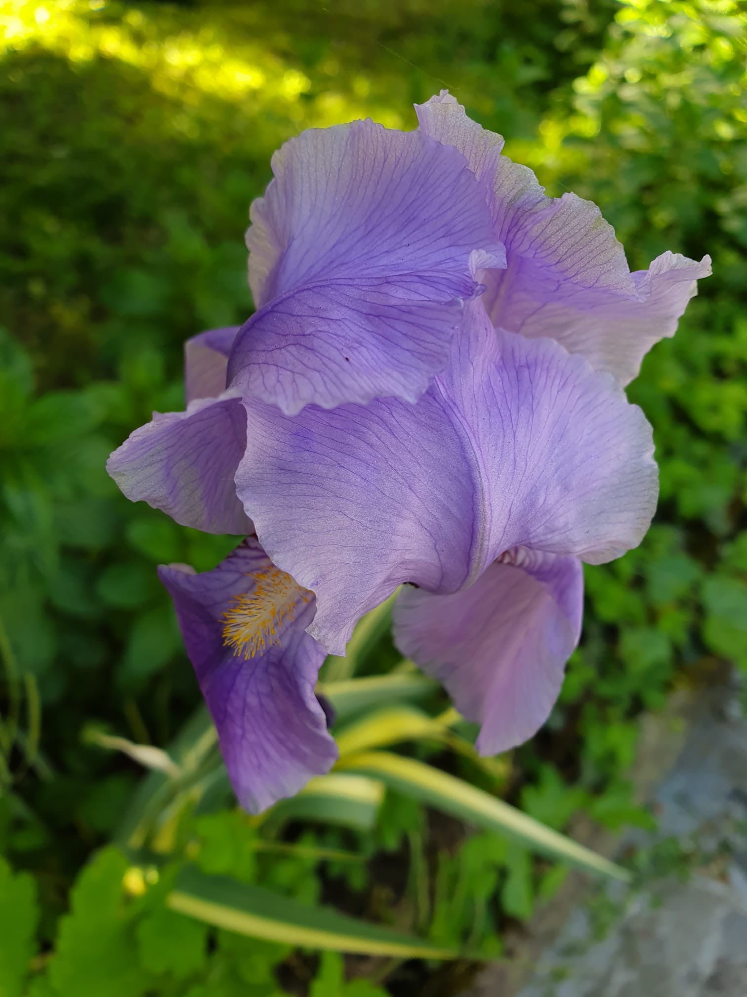 iris mauve