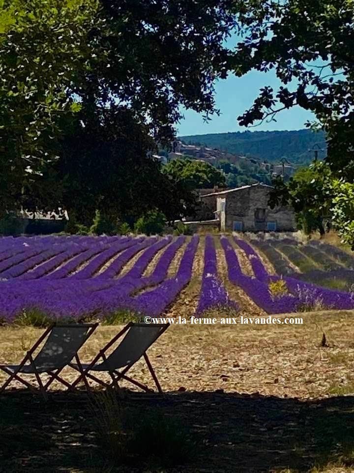 chaise longue devant champ lavande et petite maison